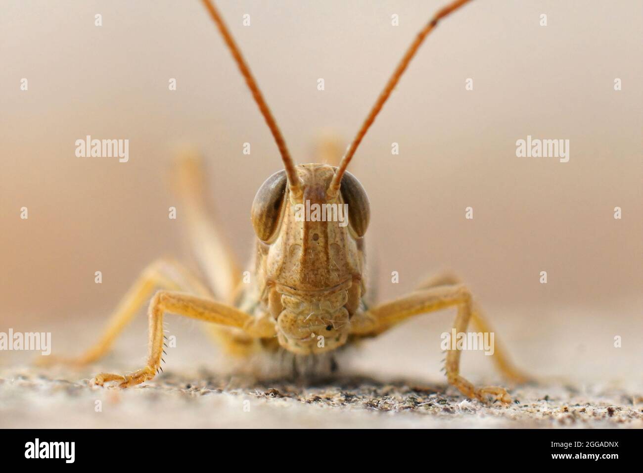 Facial closeup on Euchorthippus elegantulus, the Jersey