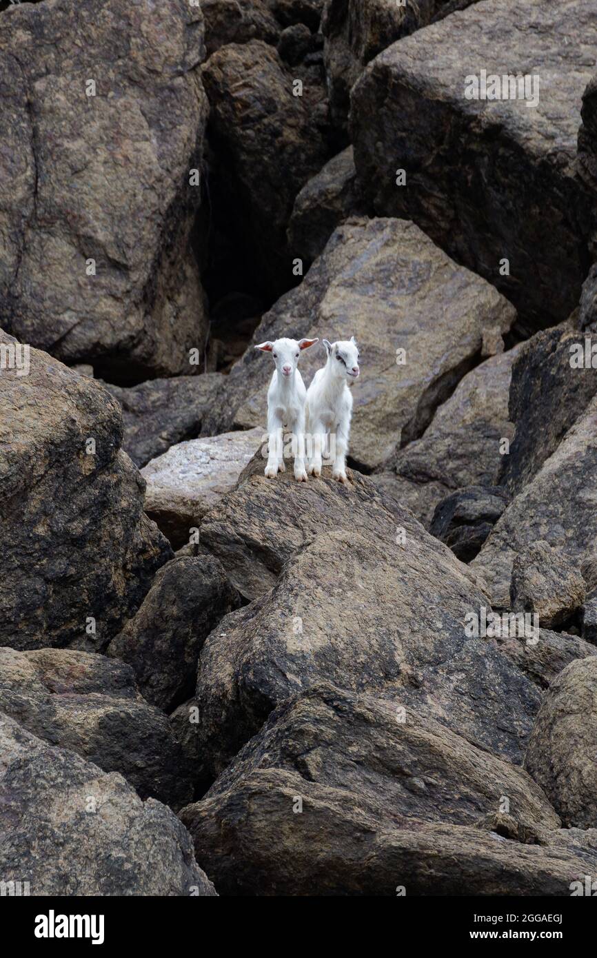 Two small white goats standing on the rocks Stock Photo