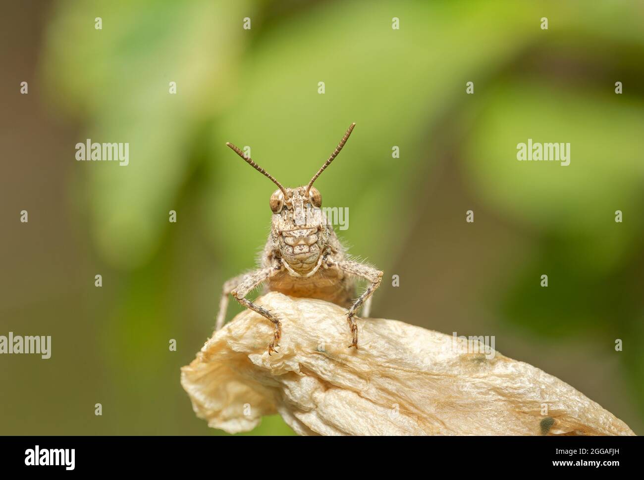A grasshopper stands on the grass in a field Stock Photo