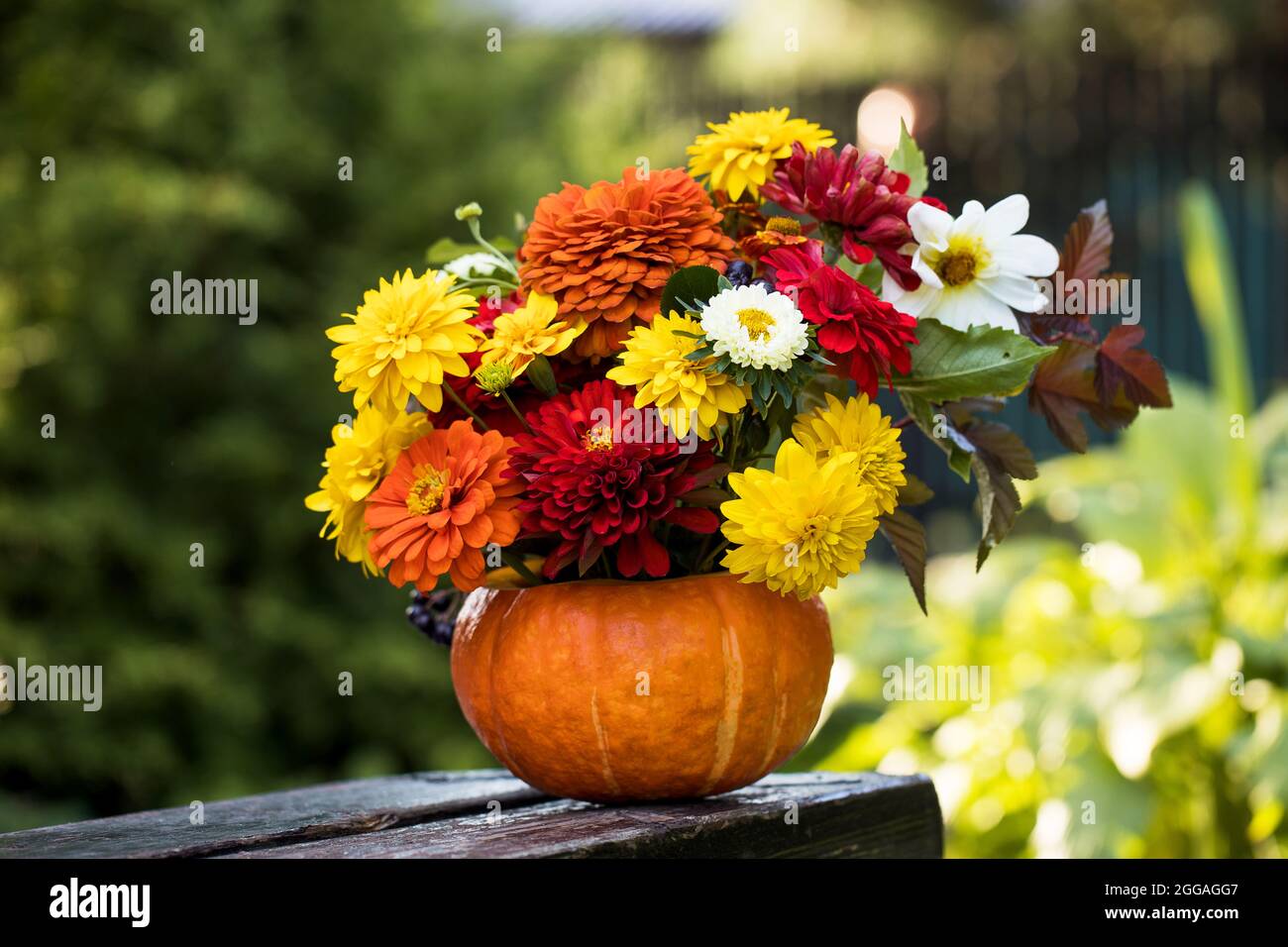 A beautiful autumn bouquet in a pumpkin on a wooden bench in the garden ...