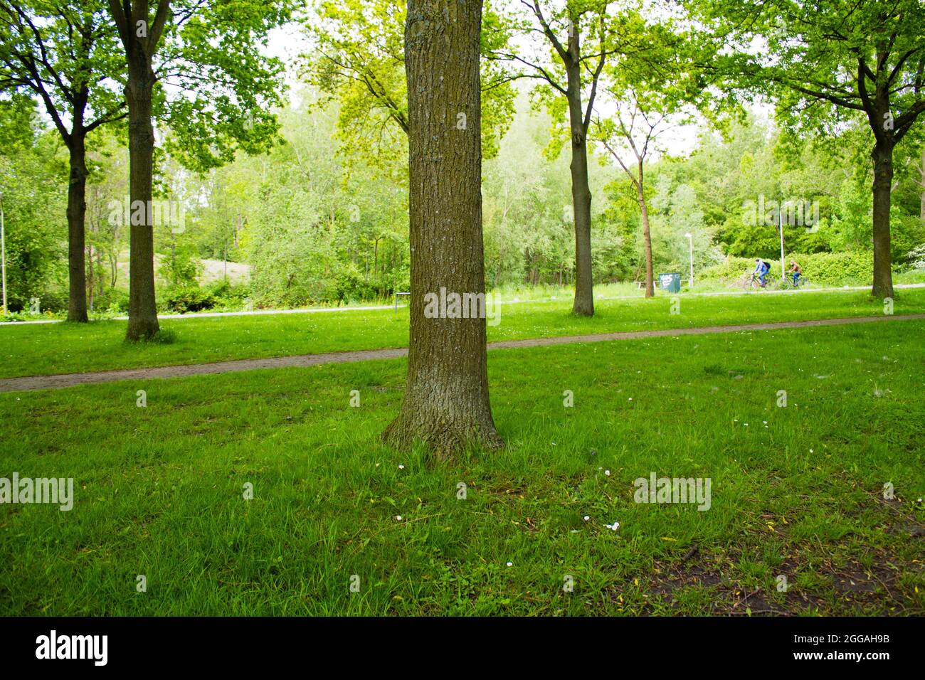 Beautiful scenery of a green park in summer Stock Photo - Alamy
