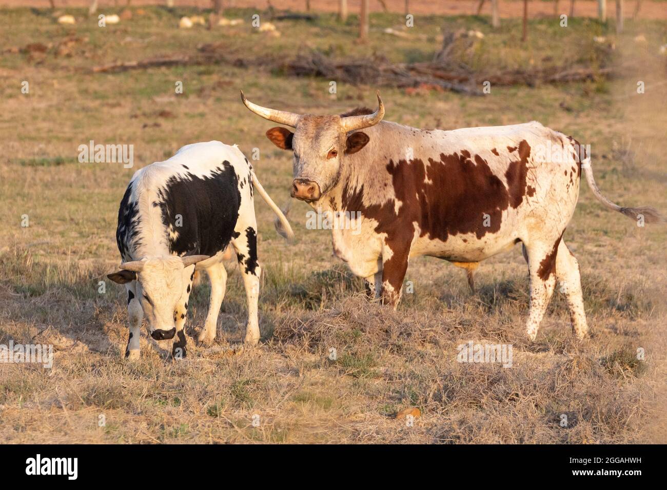 Nguni bull and bullock, cattle  in a pasture at sunset in the Western Cape, South Africa. Indigenous to South Africa this hardy hybrid cattle breed ha Stock Photo