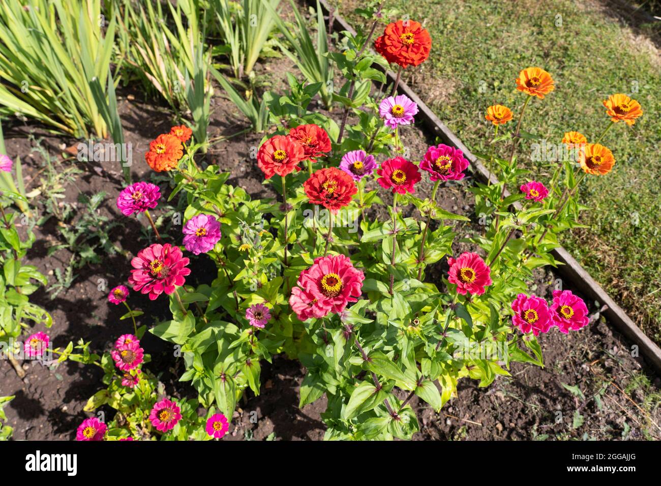 Colourful cultivars of Zinnia elegans known as common zinnia or elegant zinnia, growing in a garden in August, England Stock Photo