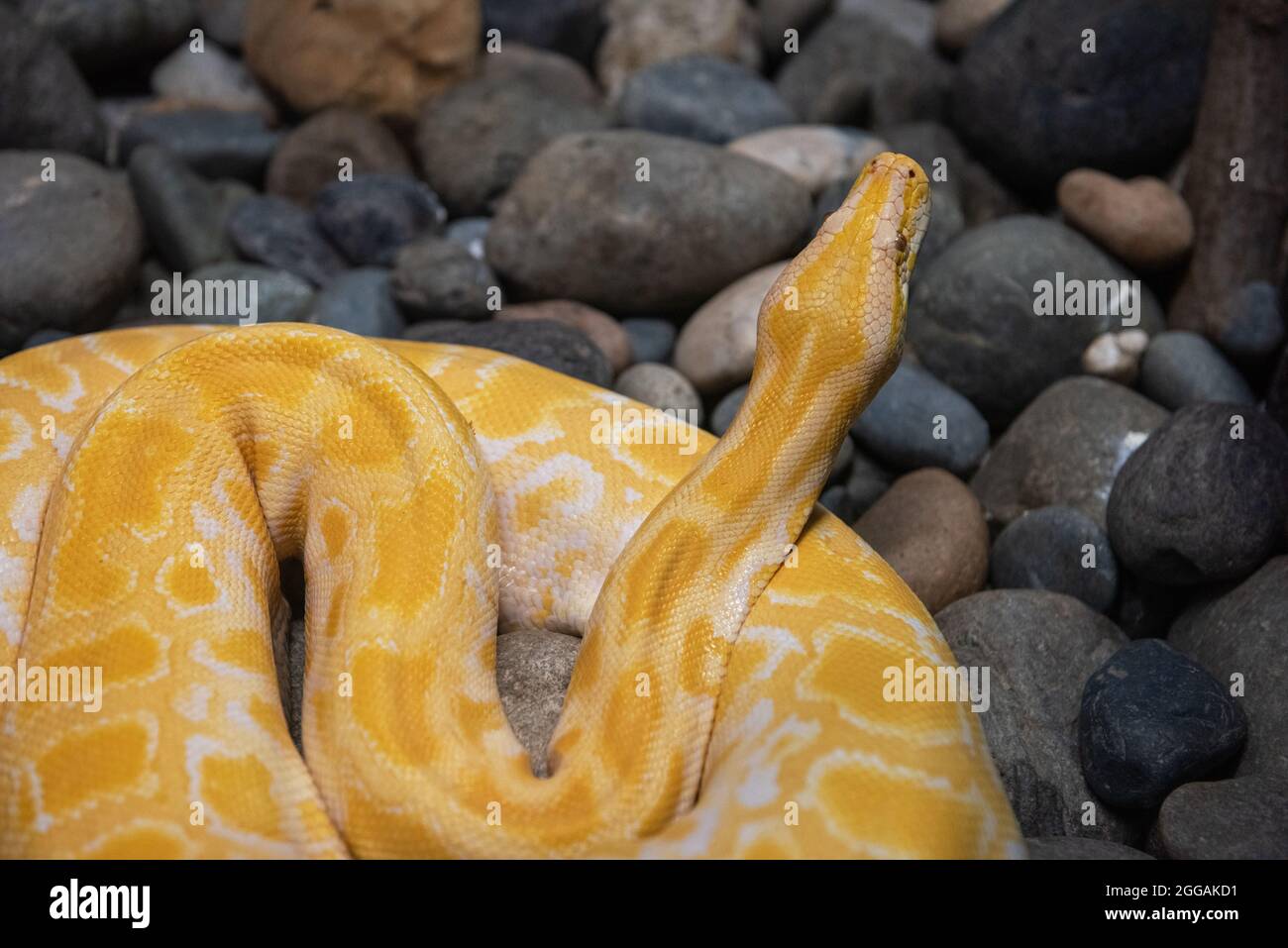 Yellow python close up on stones Stock Photo