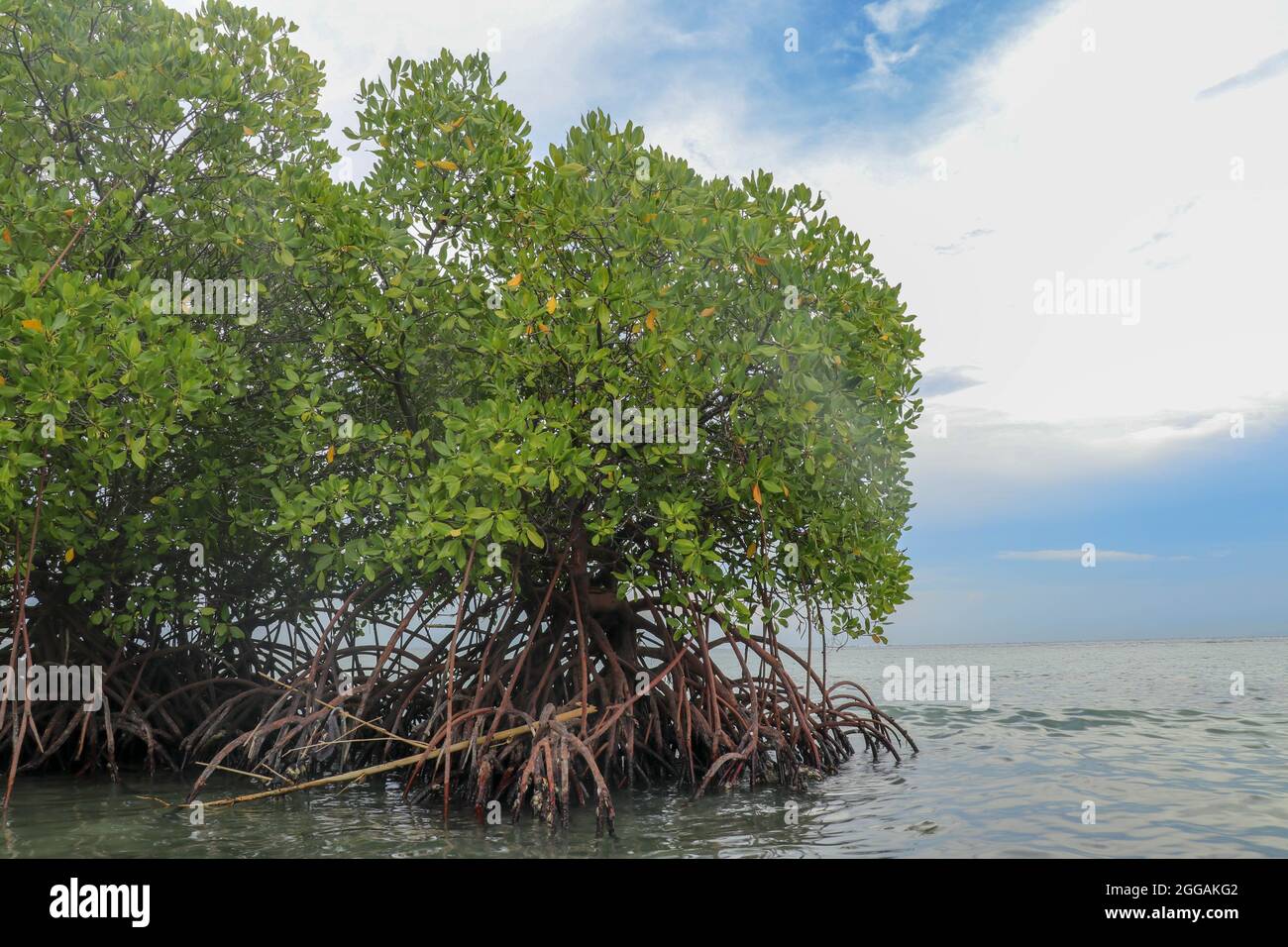 Mangrove in shallow water of Indian Ocean. Roots of green mangrove ...