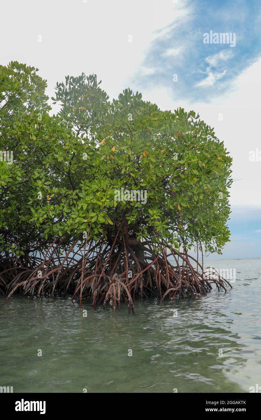 Mangrove in shallow water of Indian Ocean. Roots of green mangrove