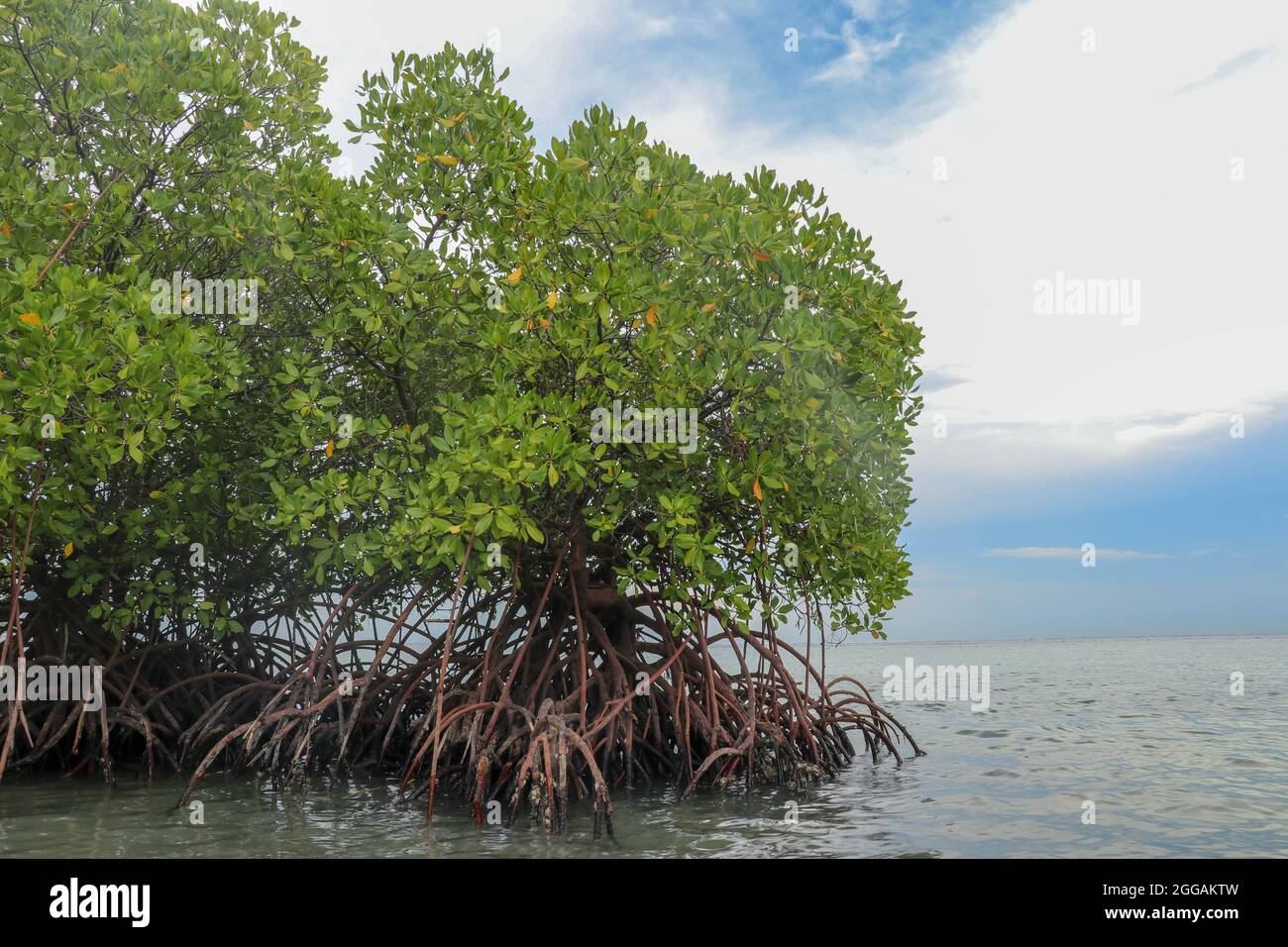Mangrove in shallow water of Indian Ocean. Roots of green mangrove shrubs  above sea level at low tide time. Overcast sky with scenic clouds in the bac  Stock Photo - Alamy