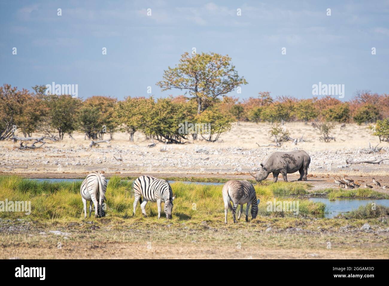 black rhino and zebras in Namibia Stock Photo