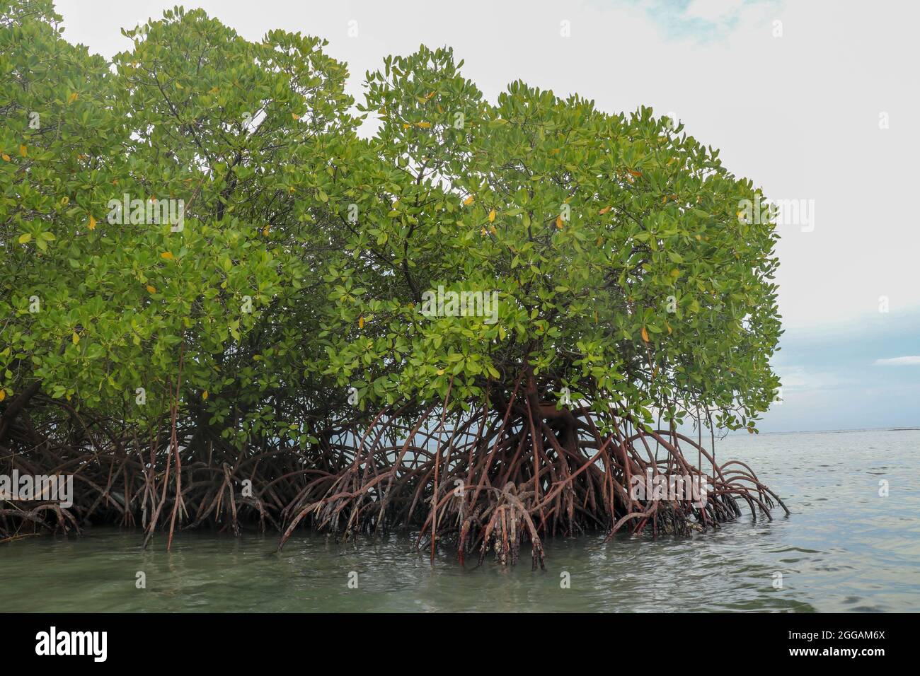Mangrove in shallow water of Indian Ocean. Roots of green mangrove
