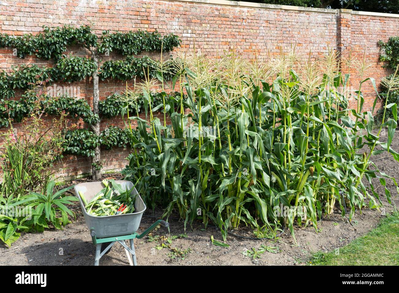 RHS Sweet Corn Goldcrest F1 stalks growing in the historic Georgian Walled Gardens at Croome Court, with harvested corn cobs in a wheelbarrow. UK Stock Photo