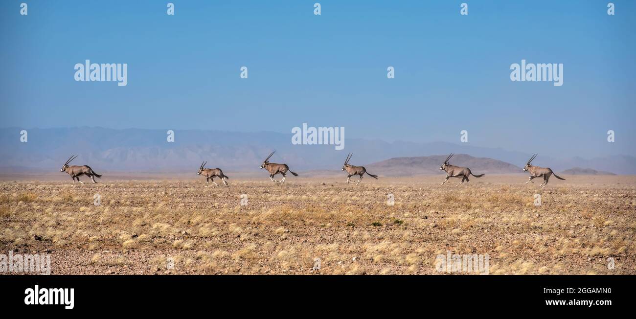 herd of oryx in the Namib desert Stock Photo