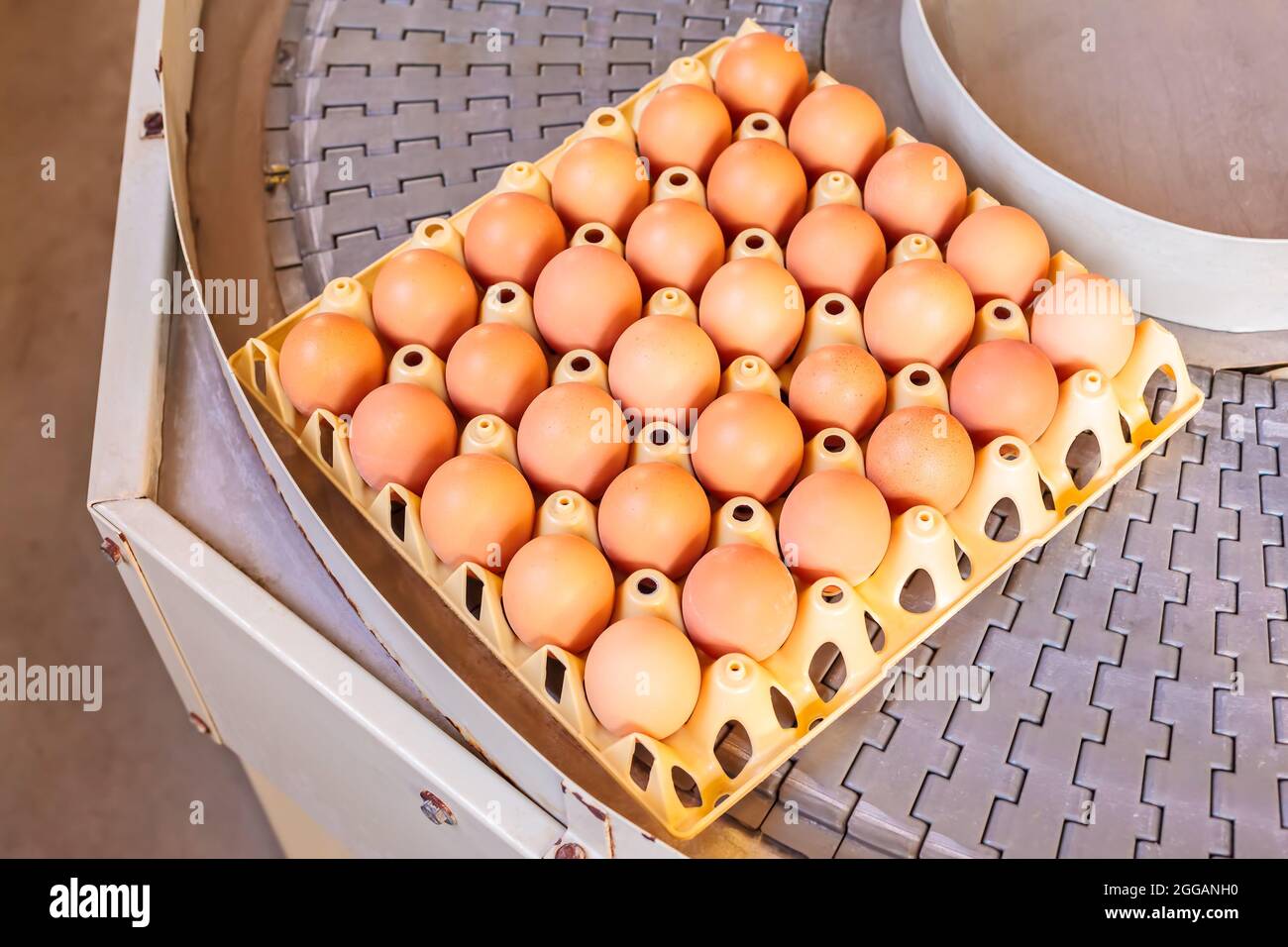 Conveyor belt transporting crates with fresh eggs on an organic chicken farm Stock Photo