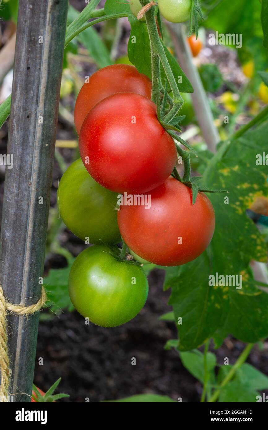 Tomato shirley hi-res stock photography and images - Alamy