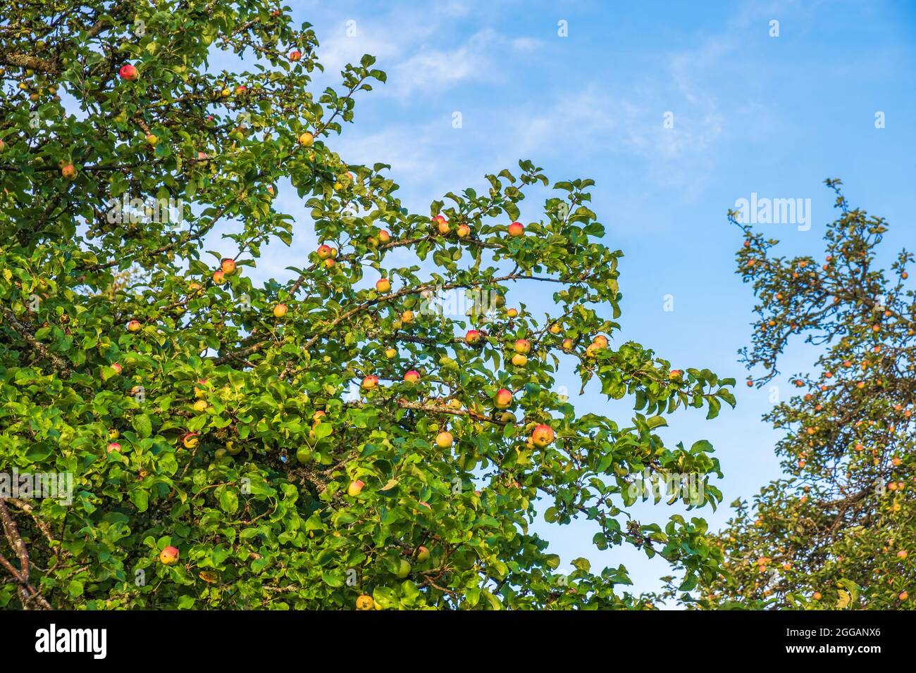 Apple tree with ripe apples Stock Photo - Alamy