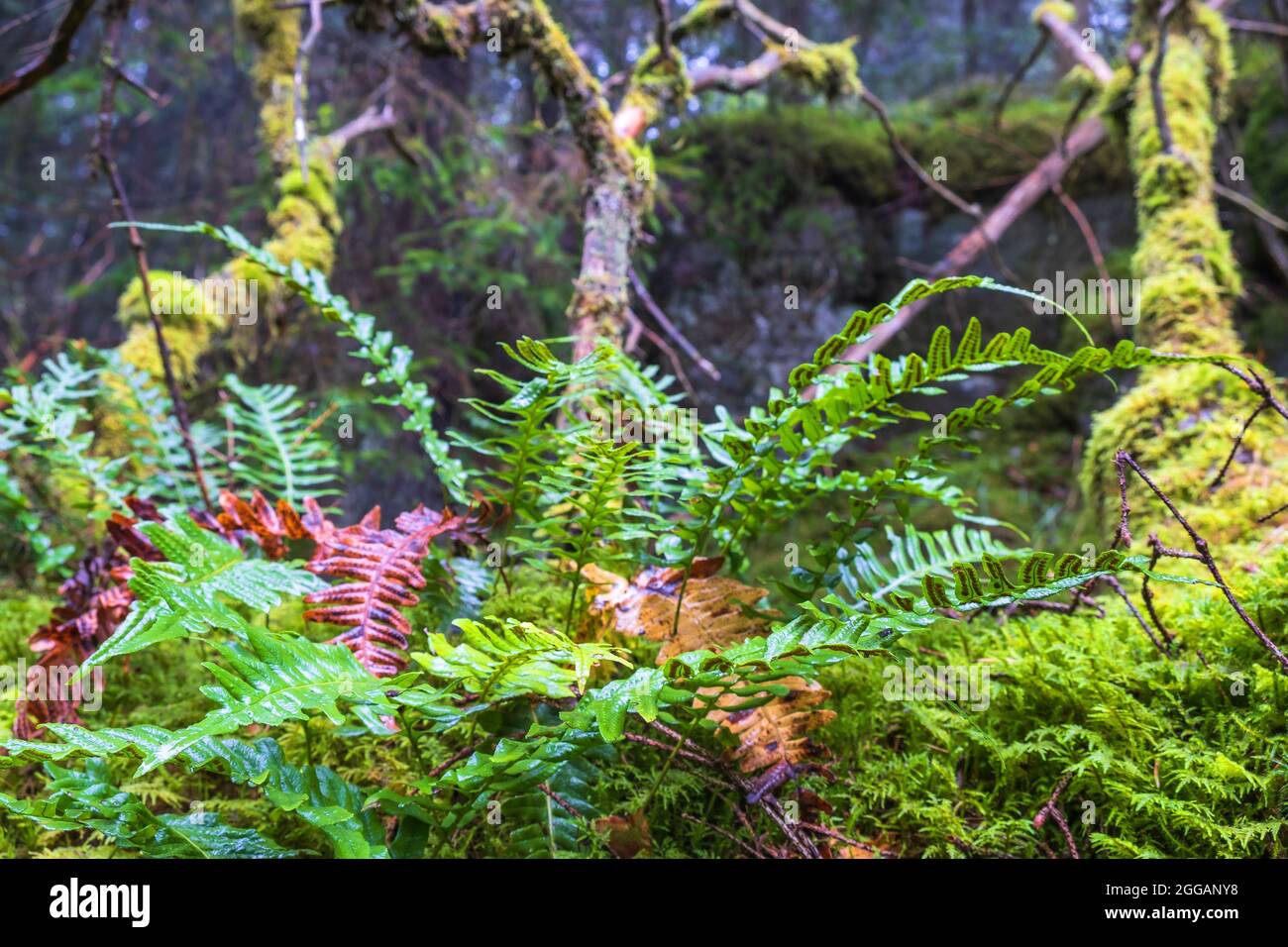 Green Fern growing in a forest Stock Photo