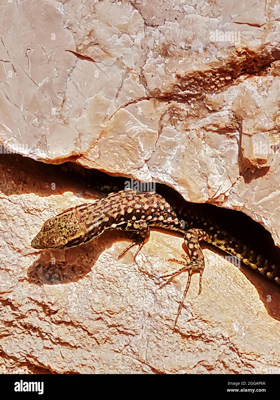 wall lizard between rocks Stock Photo