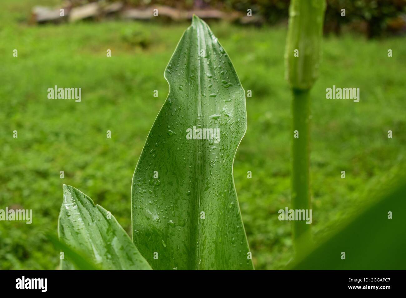 Big Green Wet Tree Leaf in Garden/Park Greenery Stock Photograph Stock Photo