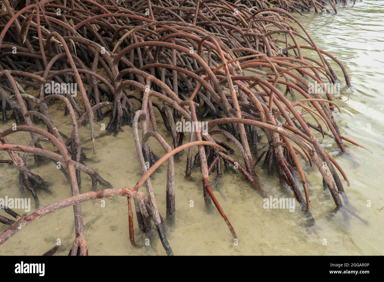 Close up of long mangrove tree roots. Mangrove at low tide. Mangrove ...