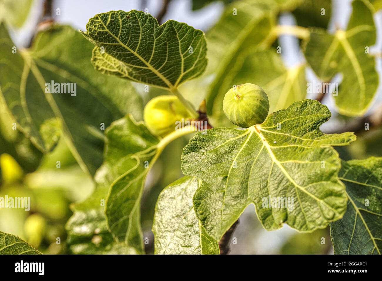 close up of fig fruits on a tree Stock Photo - Alamy