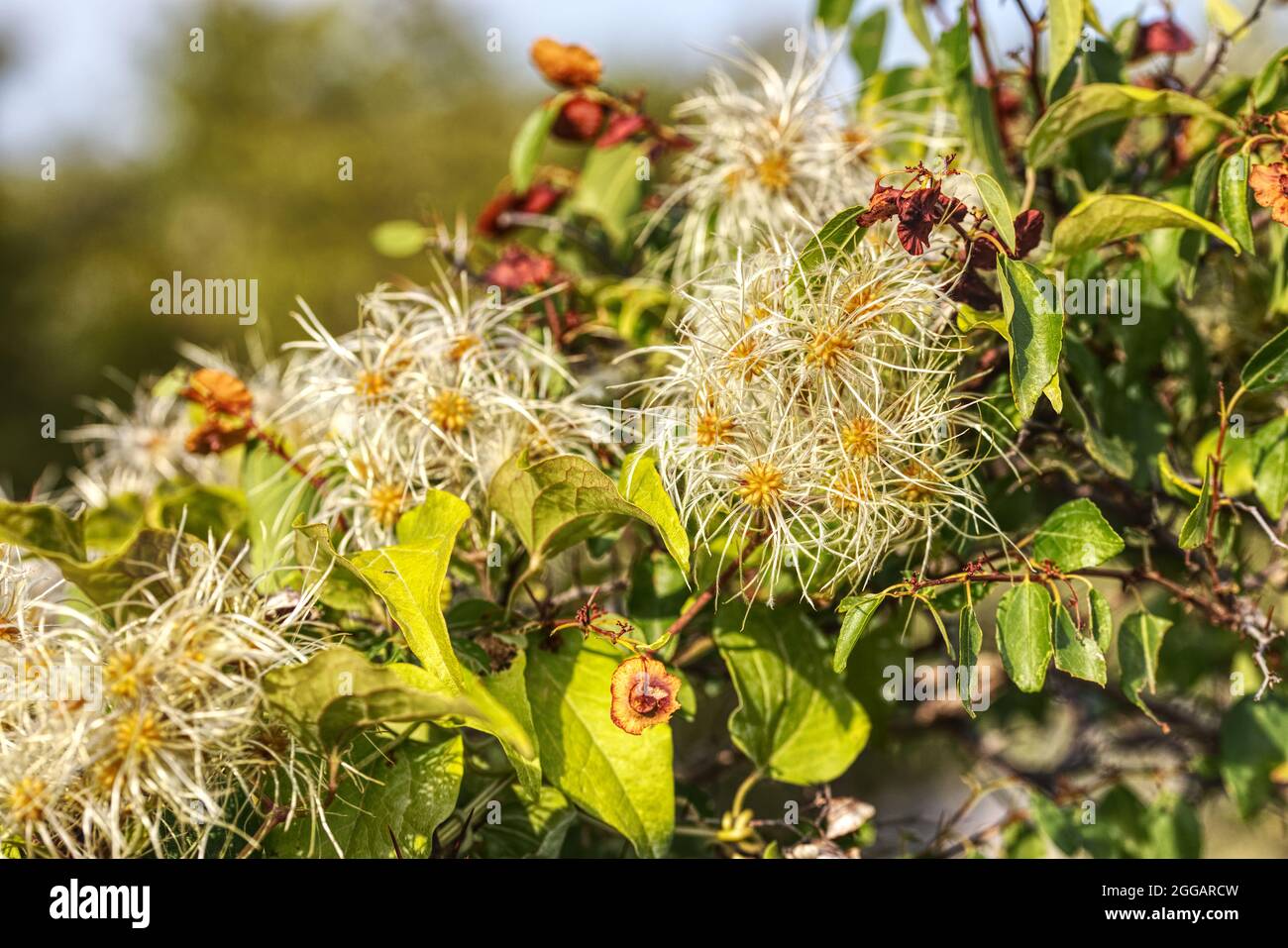 close up of a flowering plant on cres island Stock Photo