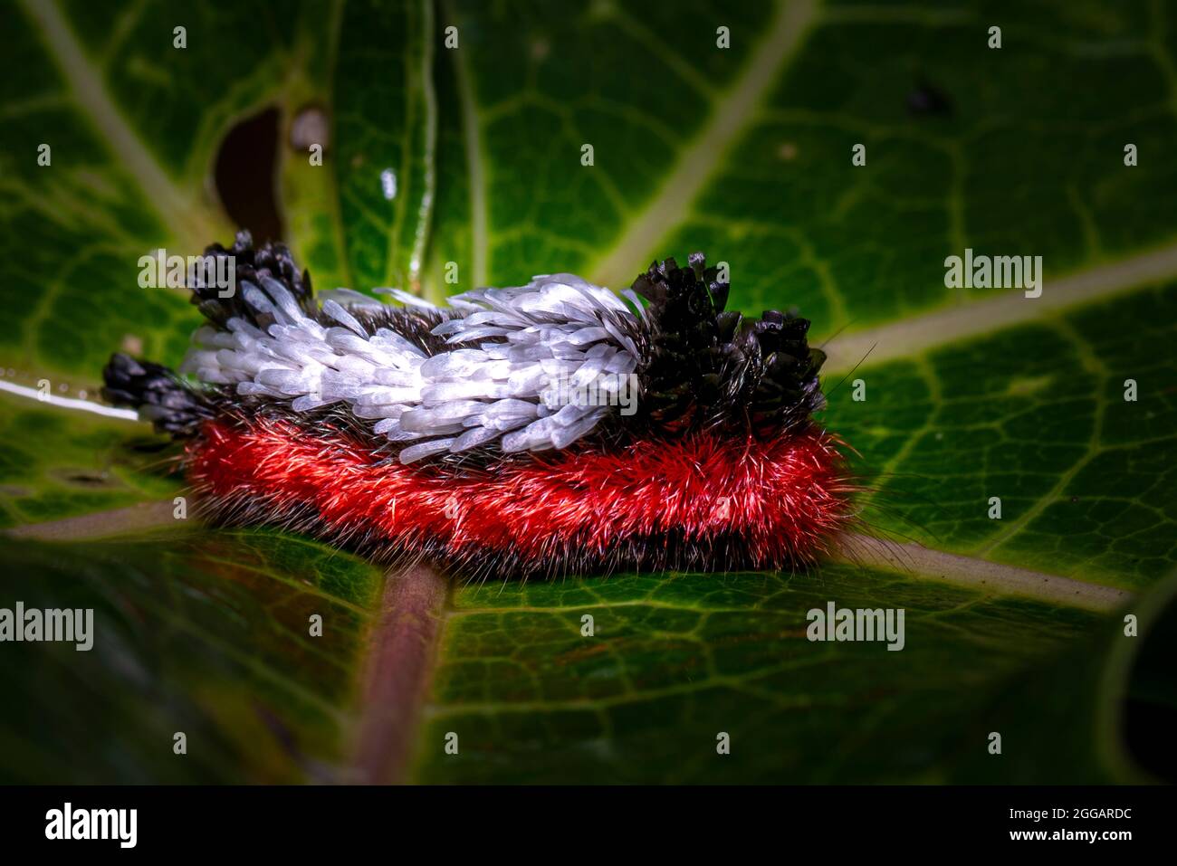 Shag carpet caterpillar - Prothysana felderi close up macro image Stock Photo