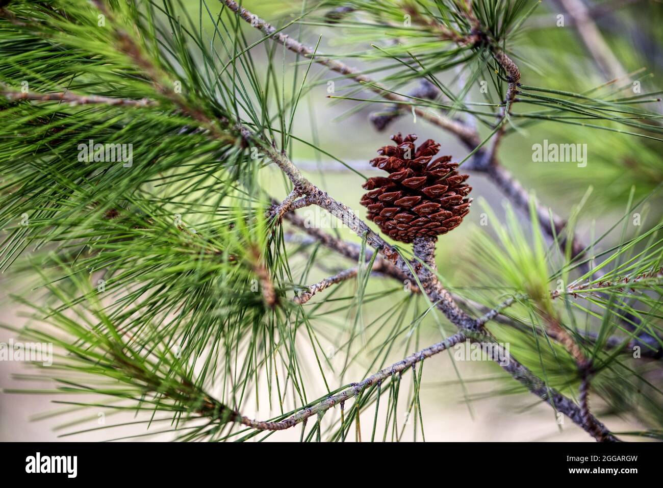 close up of a cone on a pine tree Stock Photo
