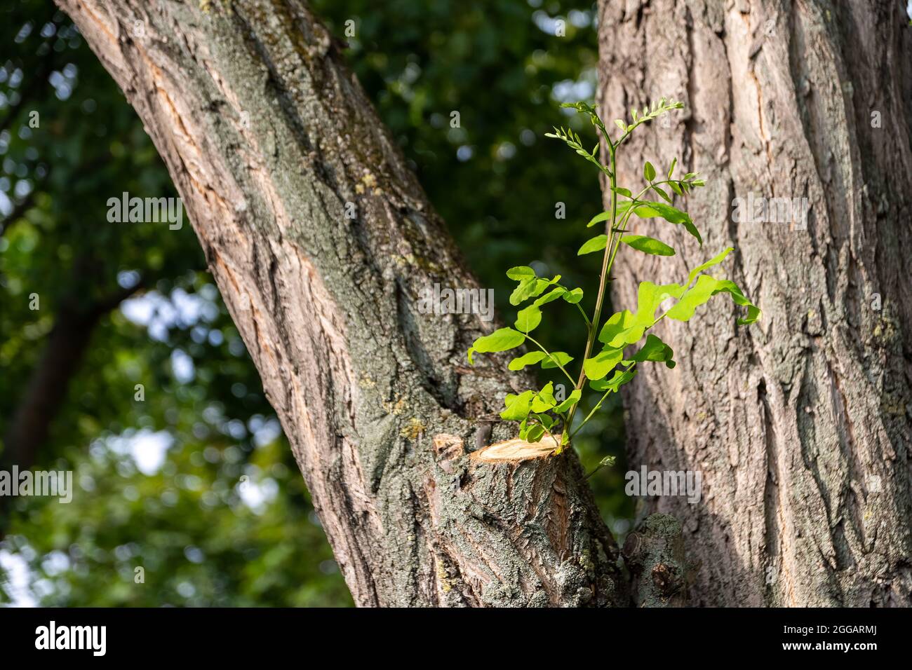Tree trunk with leaves on it and the blurred background Stock Photo Alamy