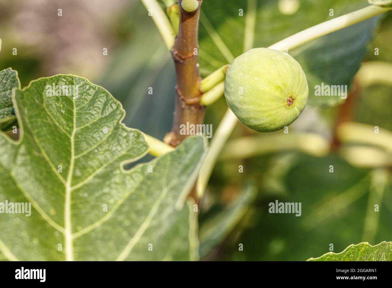 close up of fig fruits on a tree Stock Photo Alamy