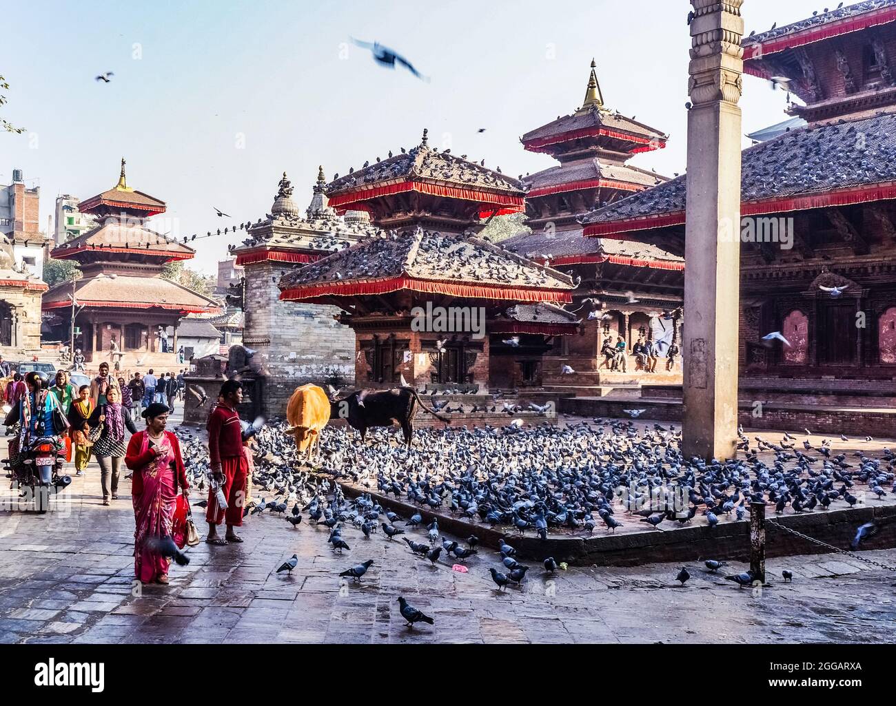 Pigeons and cows at Hanuman Dhoka square in Kathmandu before the 2015 earthquake Stock Photo