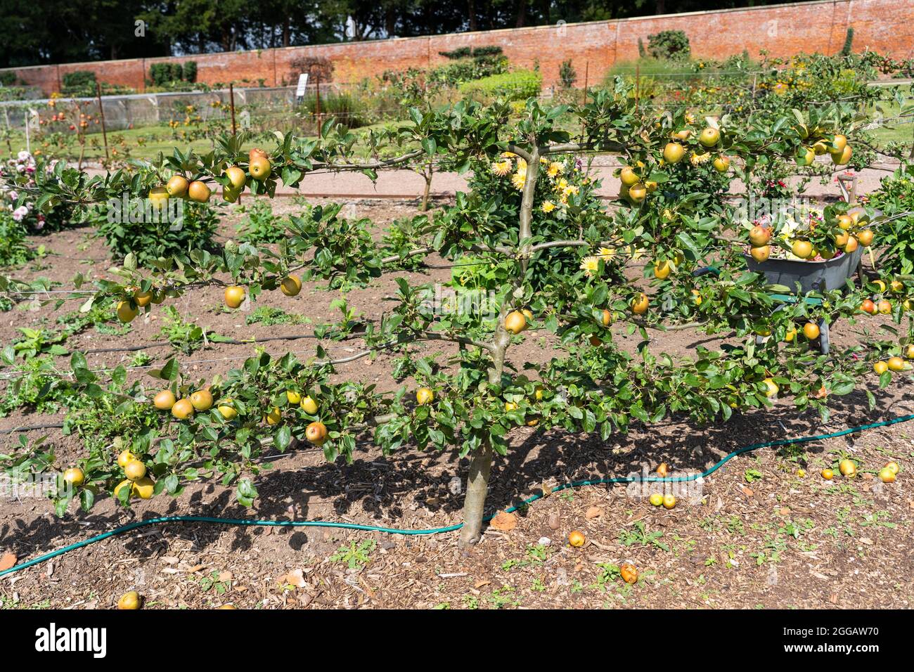 A Pitmaston Pineapple tree at the renovated historic Georgian Walled Gardens of Croome Court, Worcestershire, UK Stock Photo