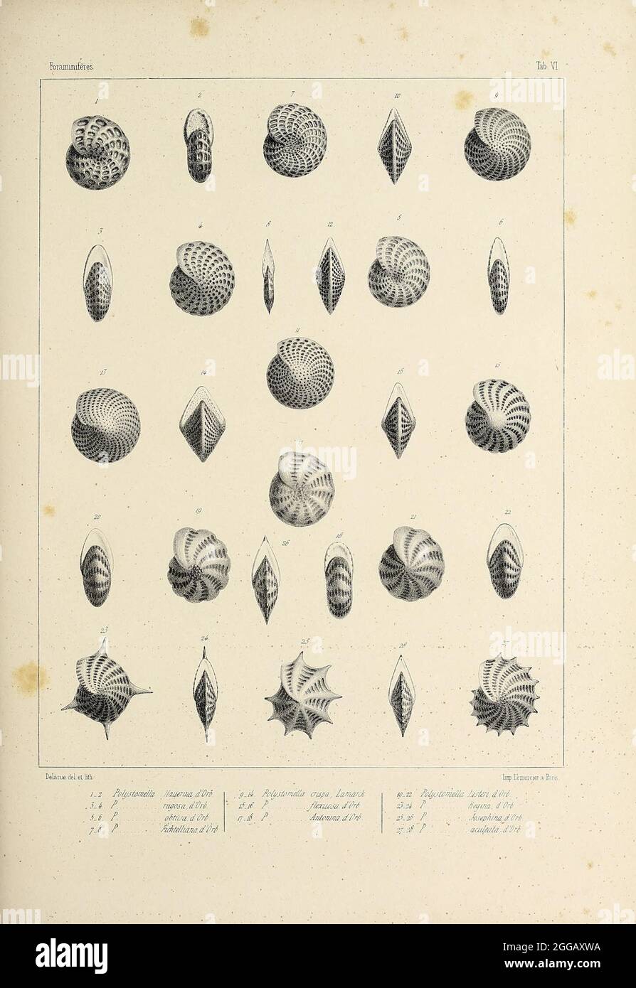 Foraminifères fossiles du bassin tertiaire de Vienne (Autriche) : Paris  :Gide et Compe,1846. https://biodiversitylibrary.org/page/55384576 Stock  Photo - Alamy