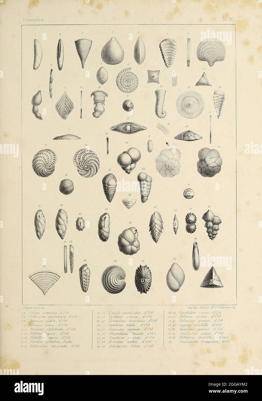 Foraminifères fossiles du bassin tertiaire de Vienne (Autriche) : Paris  :Gide et Compe,1846. https://biodiversitylibrary.org/page/55384606 Stock  Photo - Alamy