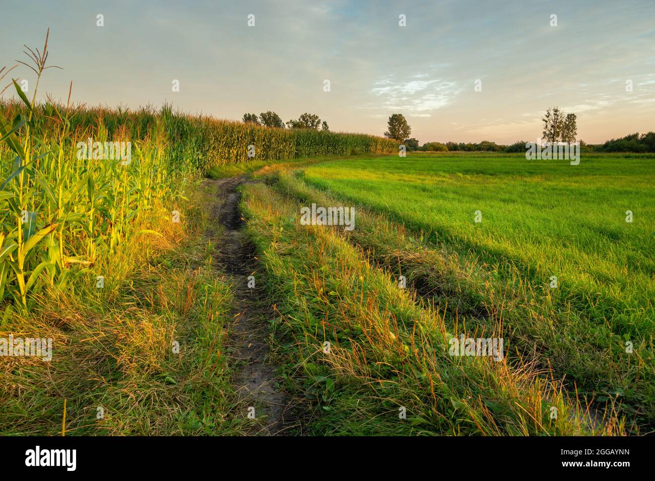 Dirt road next to a meadow and corn field Stock Photo