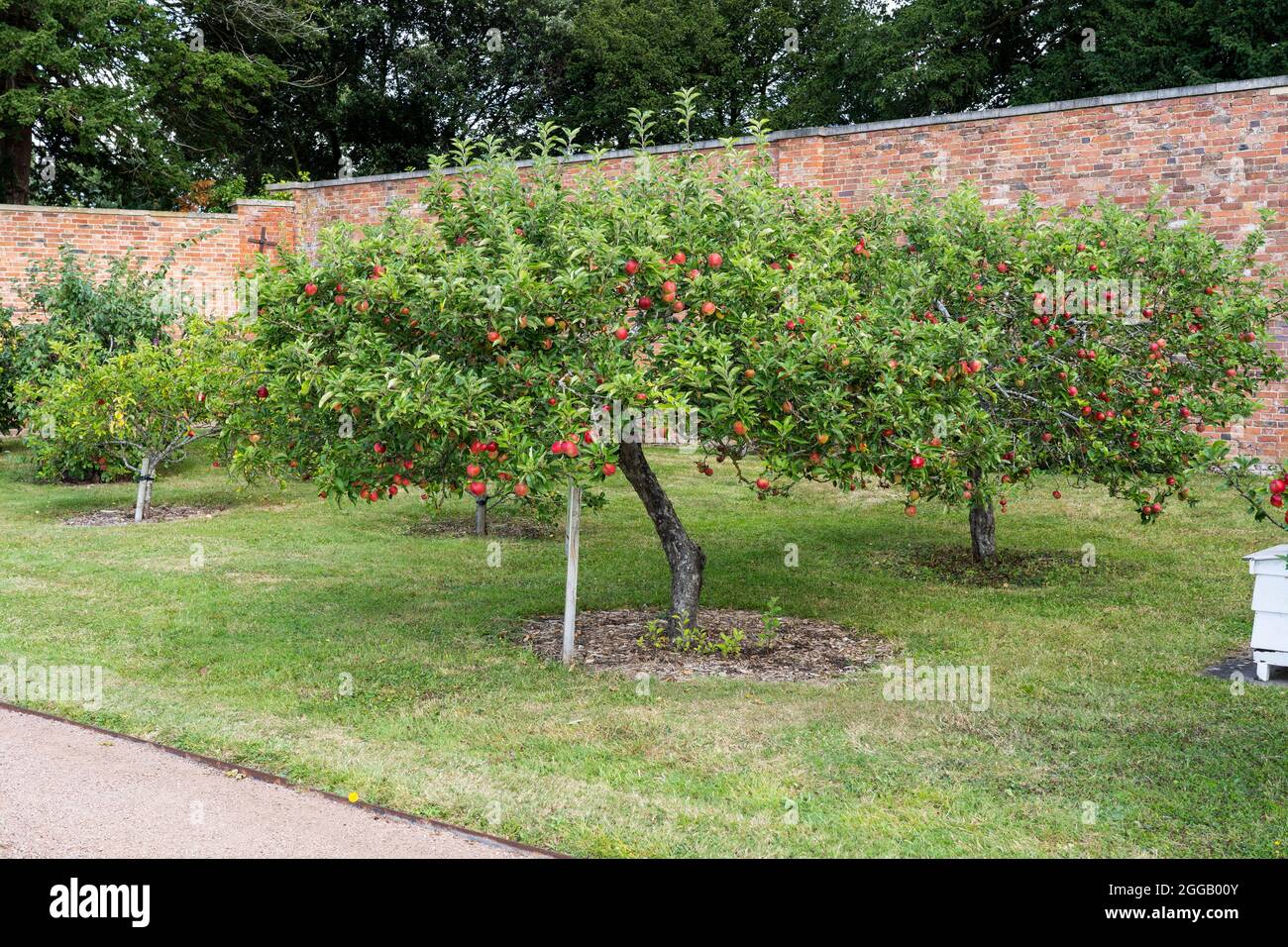 An apple tree orchard growing in the renovated Walled Gardens