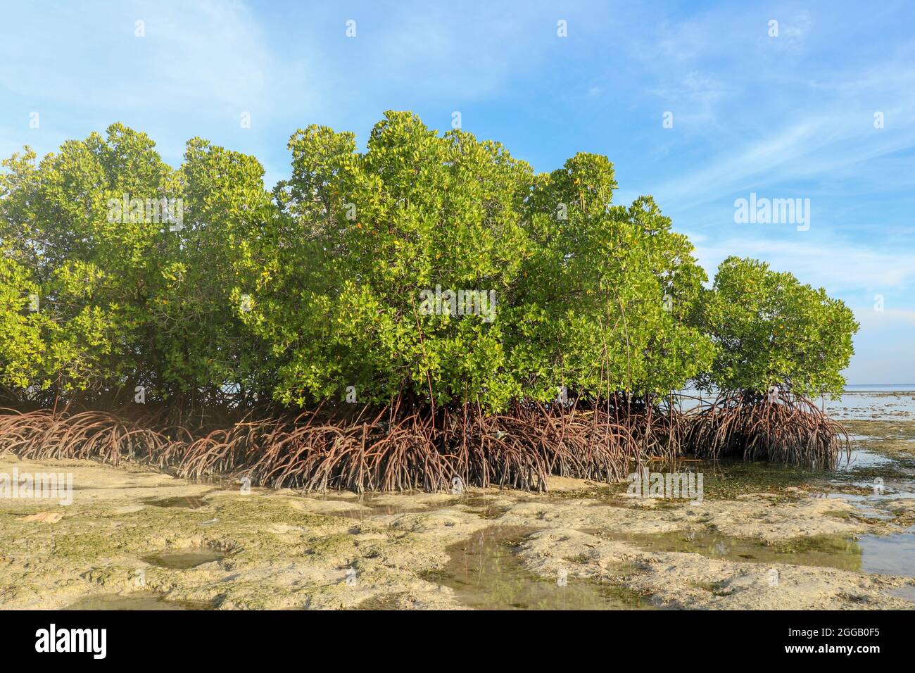 Sandy Islets Mangrove bushes in shallow water of Indian ocean at low tide time ...