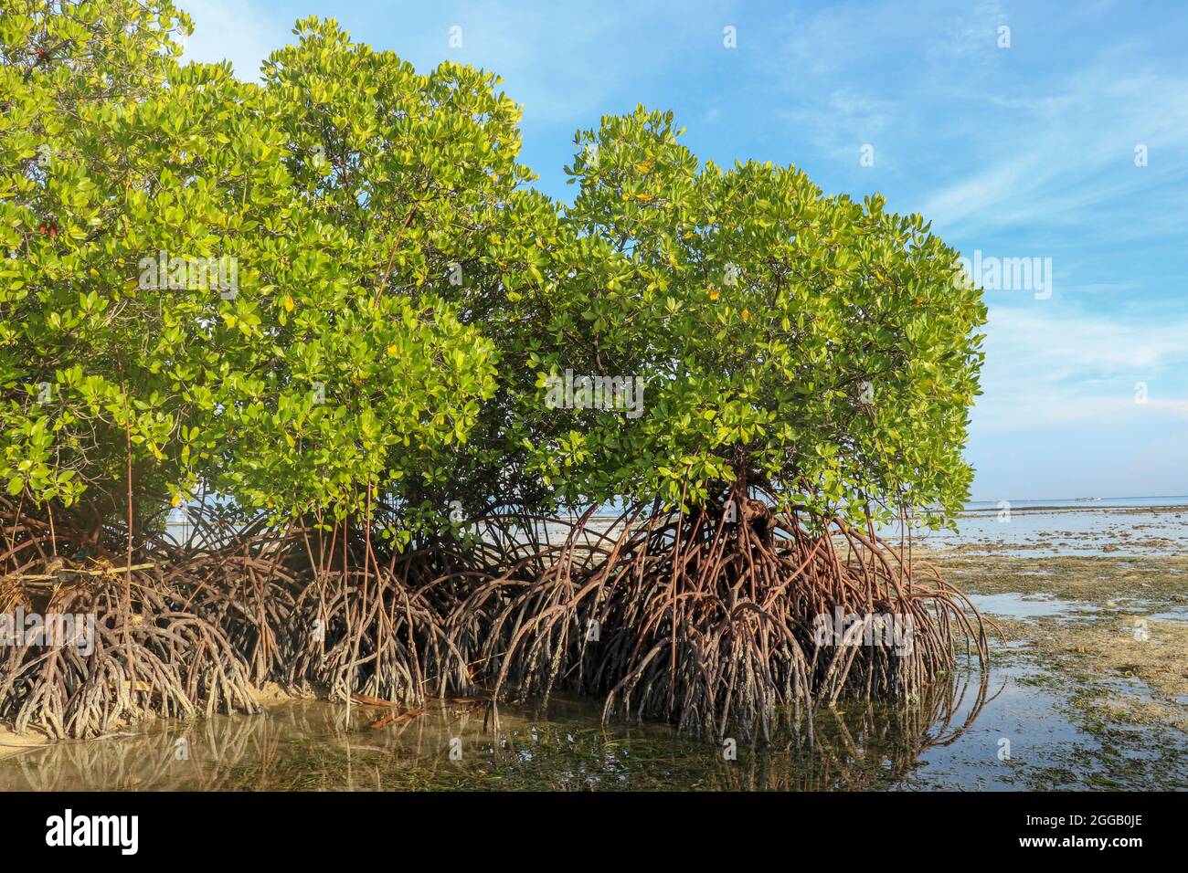 Mangrove bushes in shallow water of Indian ocean at low tide time