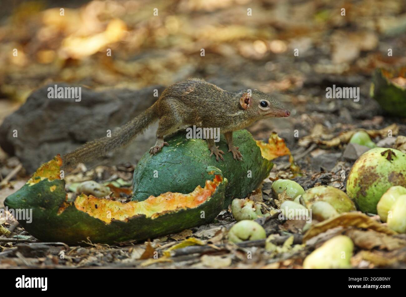 Northern Treeshrew (Tupaia belangeri) adult sitting on fruit at forest feeding station Kaeng Krachen, Thailand                February Stock Photo