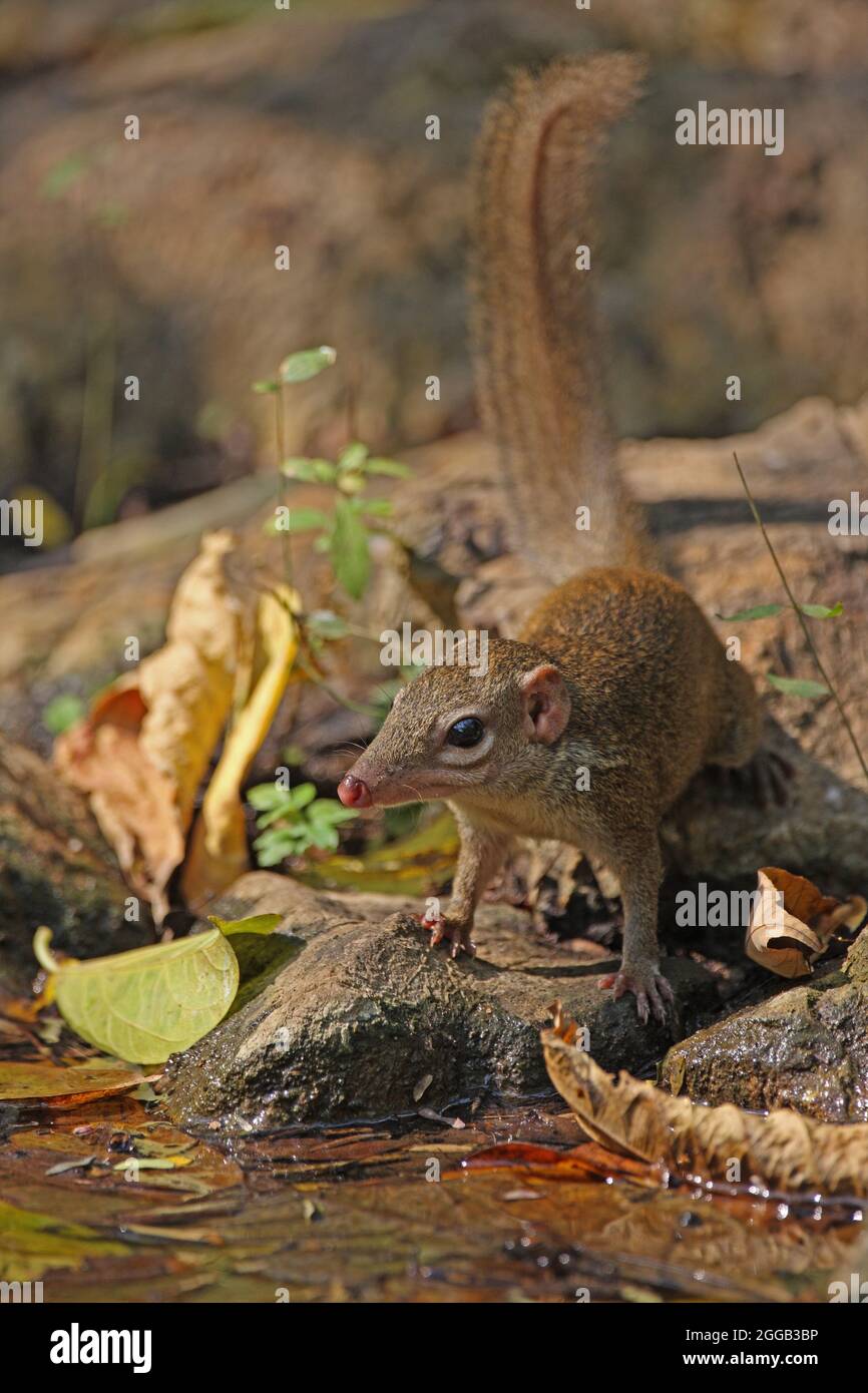 Northern Treeshrew (Tupaia belangeri) adult drinking from forest pool Kaeng Krachen, Thailand                February Stock Photo