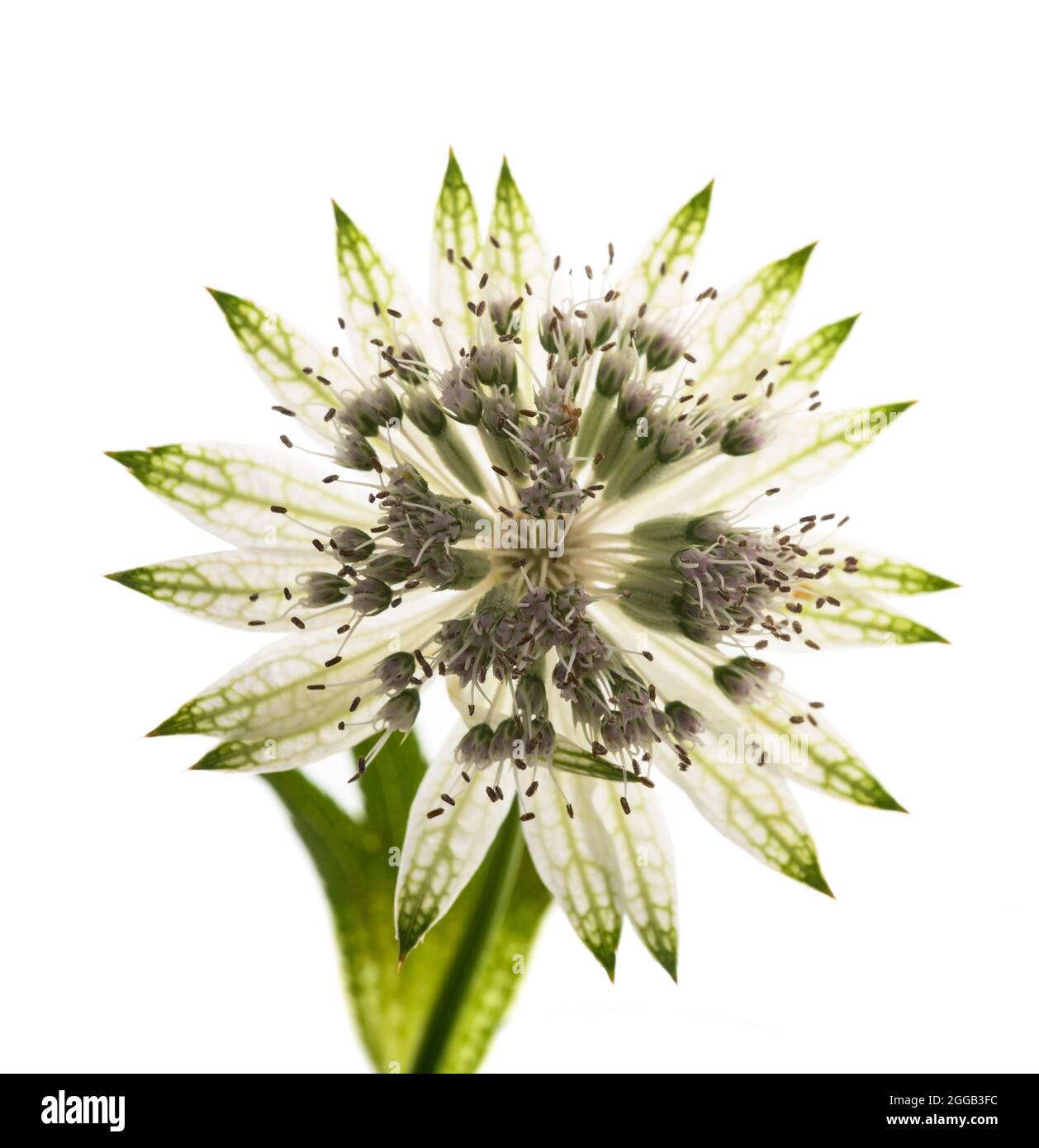 Great masterwort flower isolated on white background Stock Photo
