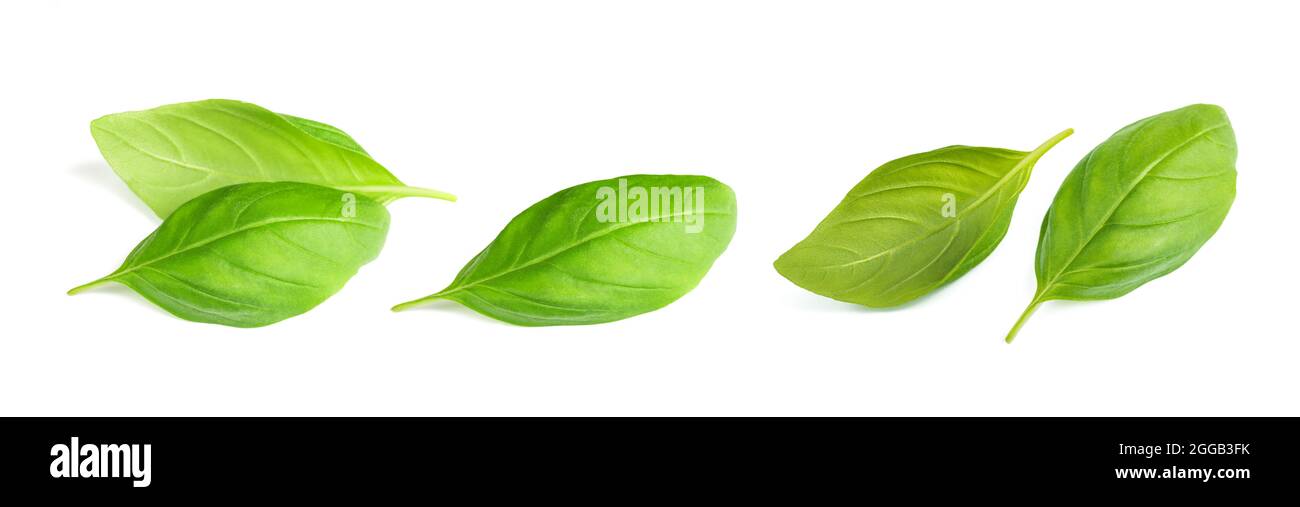 Fresh basil leaves  isolated on white background Stock Photo