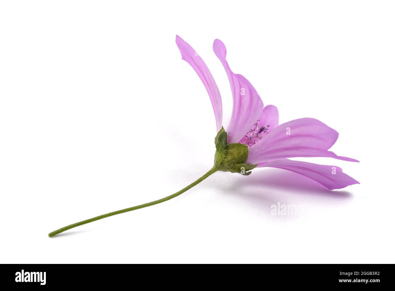 Mallow flower isolated  on white background Stock Photo