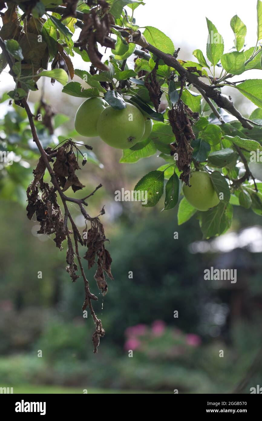 Apple canker Neonectria ditissima (syn. Neonectria galligena, Nectria galligena) showing dead parts of branches and twigs and fruiting spurs on an app Stock Photo