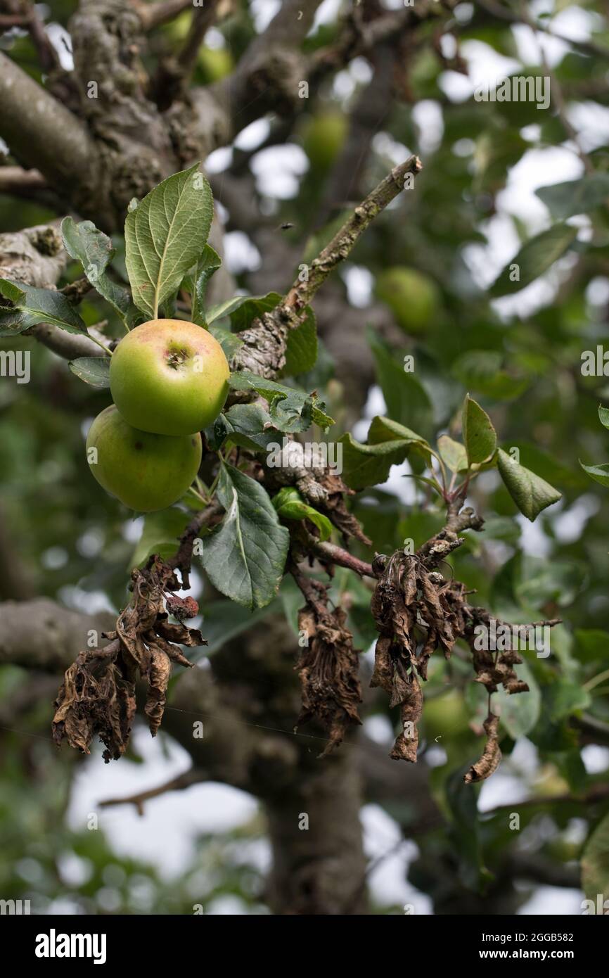 Apple canker Neonectria ditissima (syn. Neonectria galligena, Nectria galligena) showing dead parts of branches and twigs and fruiting spurs on an app Stock Photo