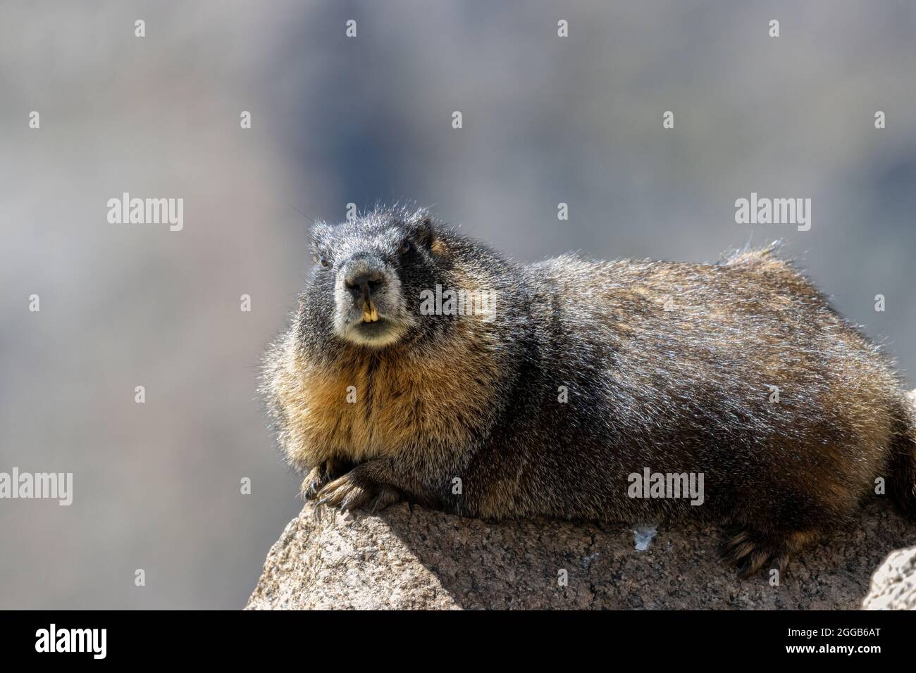 Marmot on Mount Evans Stock Photo