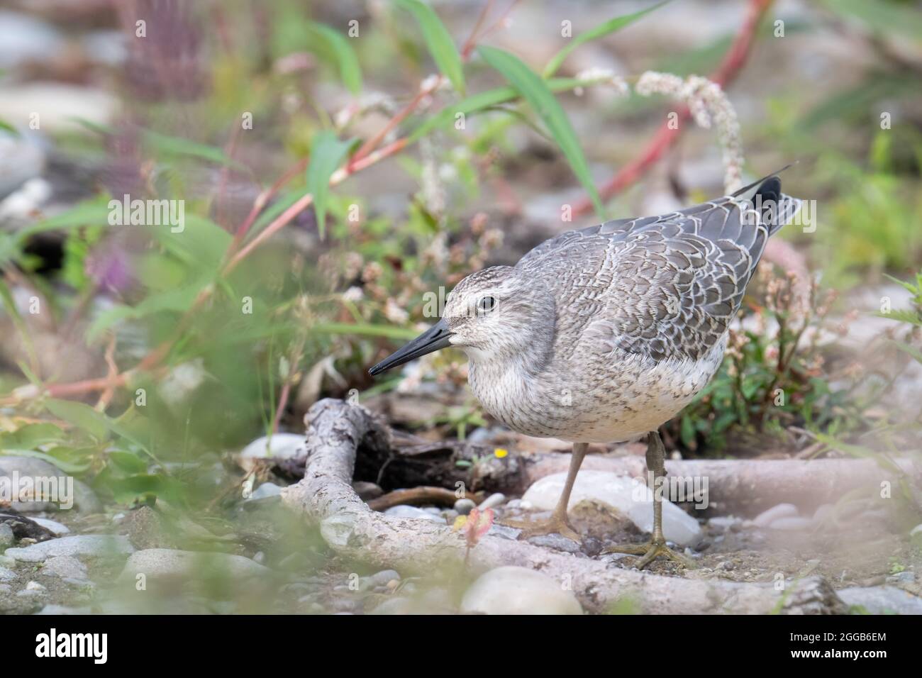 An endangered red knot in non-breeding plumage forages in some shoreline plants for a meal at McLaughlin Bay Wildlife Reserve in Oshawa, Ontario. Stock Photo