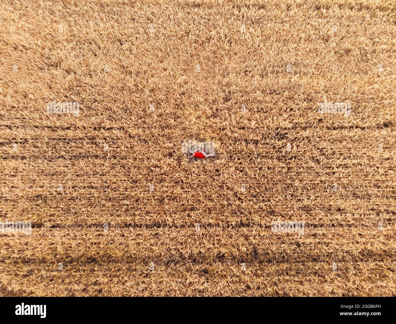 Aerial view of woman in red dress lying in the yellow field of wheat ...