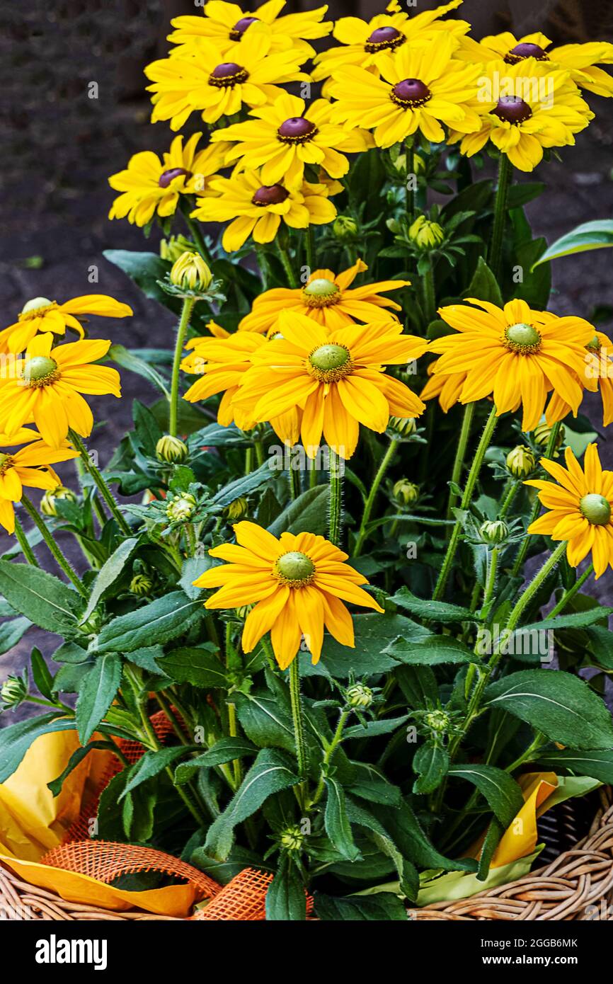 Potted yellow Echinacea (Cone flowers) in basket Stock Photo