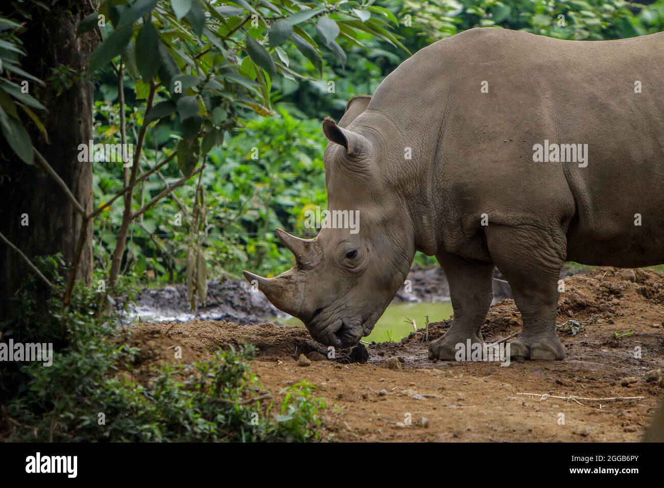 A White rhino seen at Safari Park zoo in Bogor, West Java, Indonesia on August 29, 2021. (Photo by Adriana Adie/INA Photo Agency/Sipa USA) Stock Photo