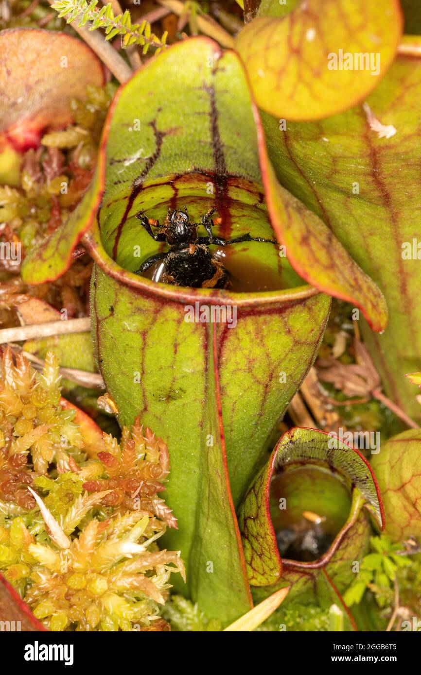 A common sexton beetle (Nicrophorus vespilloides) trapped inside a pitcher plant, a carnivorous plant, on a bog, UK Stock Photo