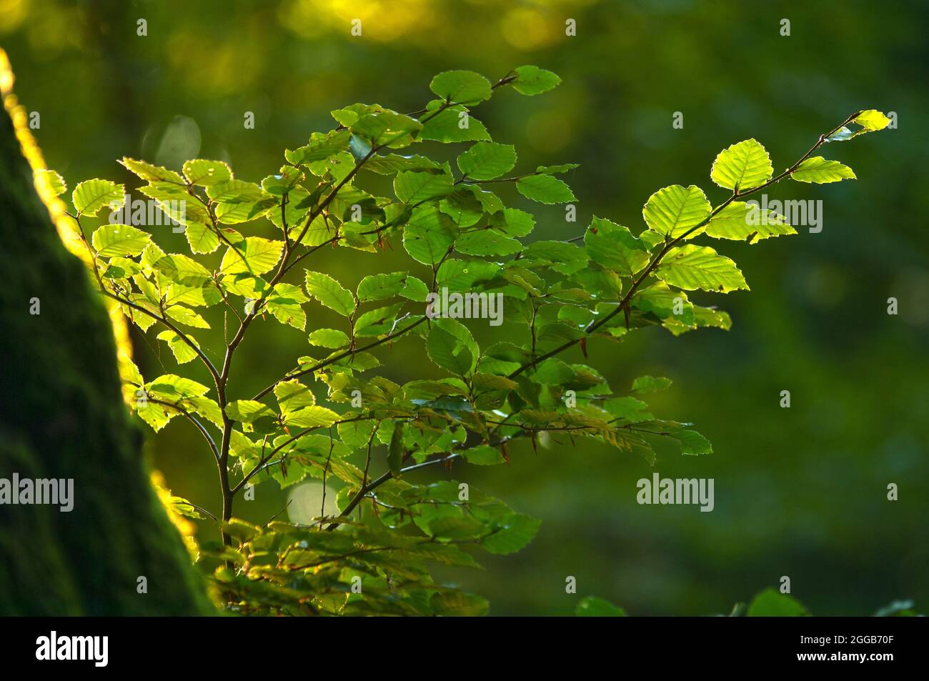 Beech branch and golden evening light Stock Photo